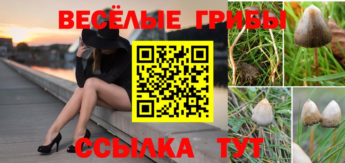 Псилоцибиновые грибы Cubensis Котлас